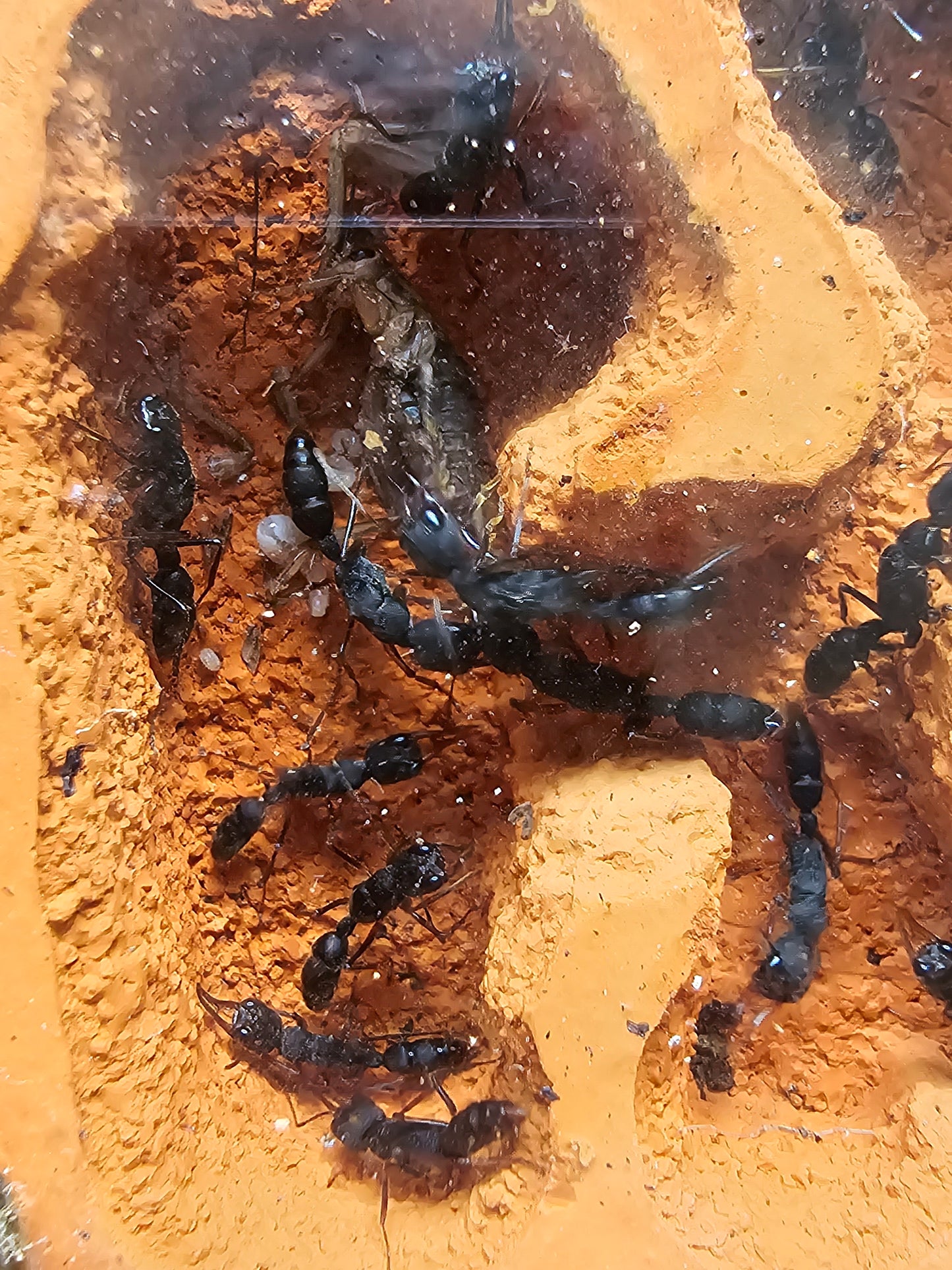 Harpegnathos venator : fourmi d'Asie pour colonie dynamique en formicarium