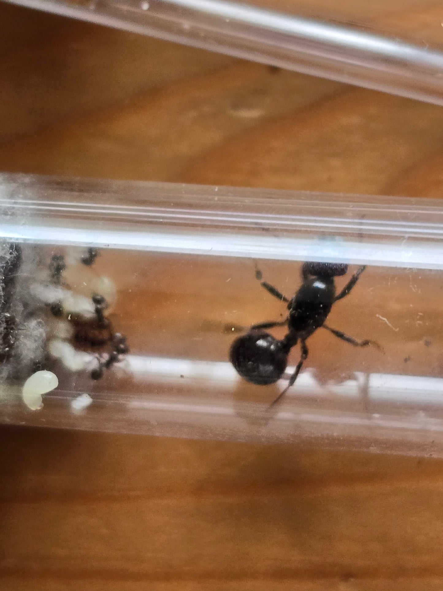 Messor barbarus : colonie clé en main pour débuter un élevage de fourmi passionnant