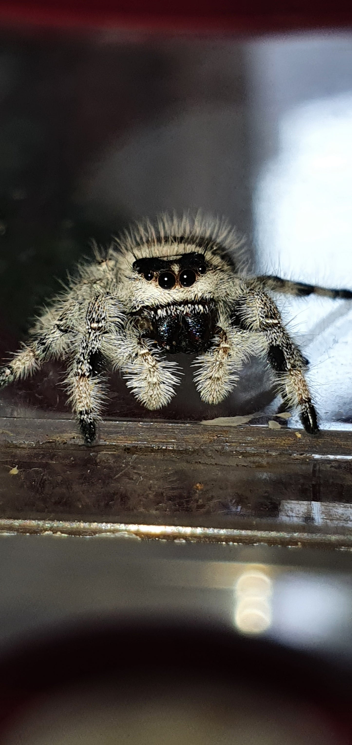 Phidippus regius Bahamas : l’araignée sauteuse expressive idéale pour un élevage réussi