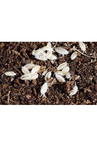 Cloportes tropicaux (Trichorhina tomentosa)