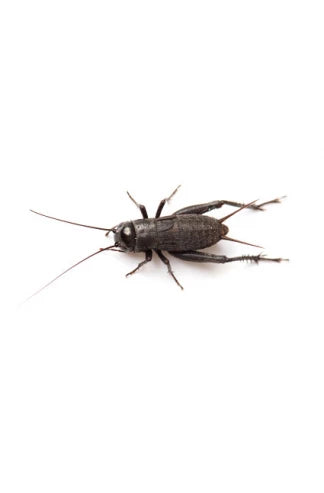 Grillons noirs (Gryllus bimaculatus, grillon provençal)