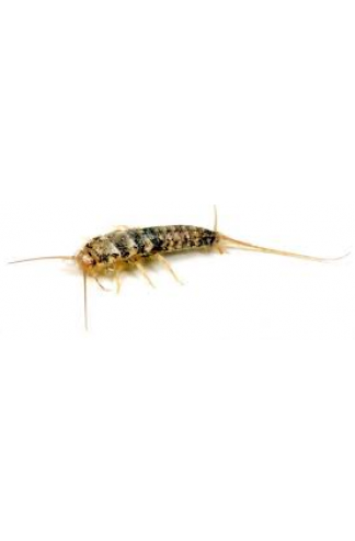 Poisson d'argent (Thermobia domestica)