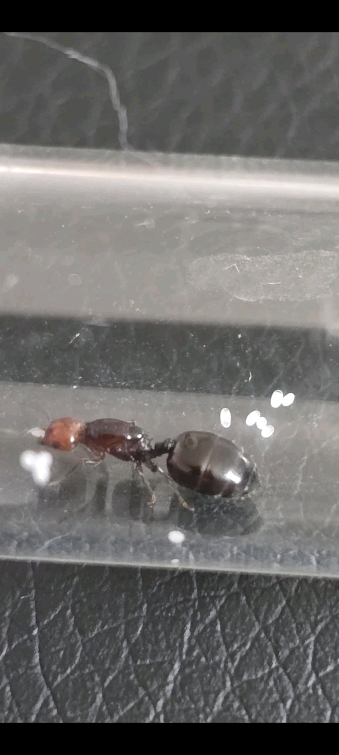Crematogaster Scutellaris