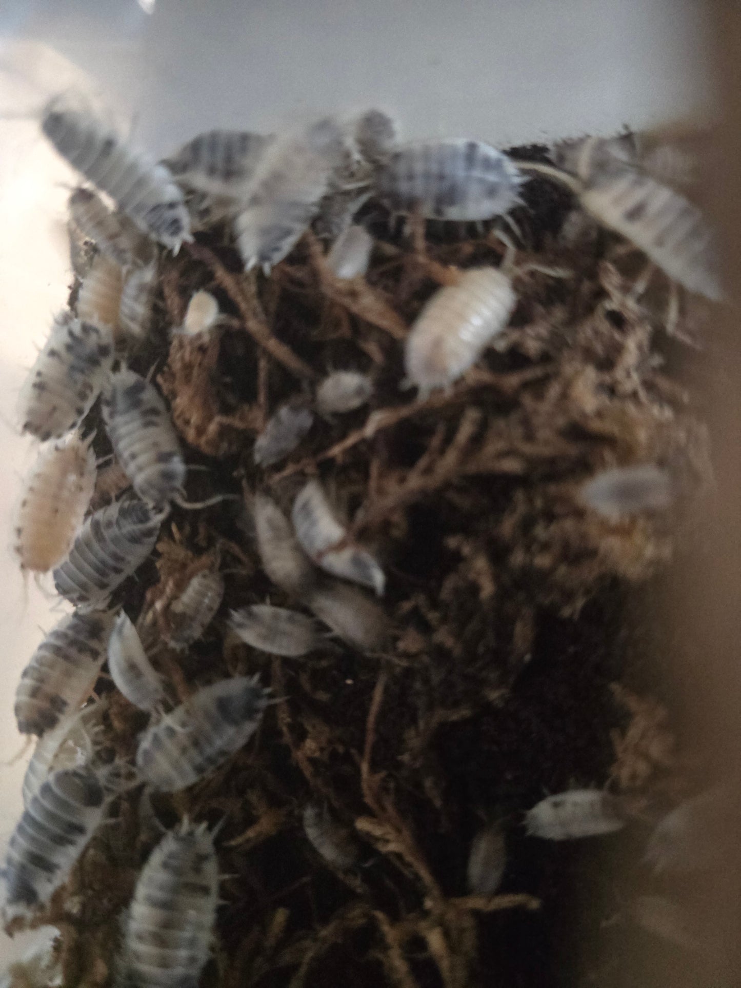 PORCELLIO SCABER oréo