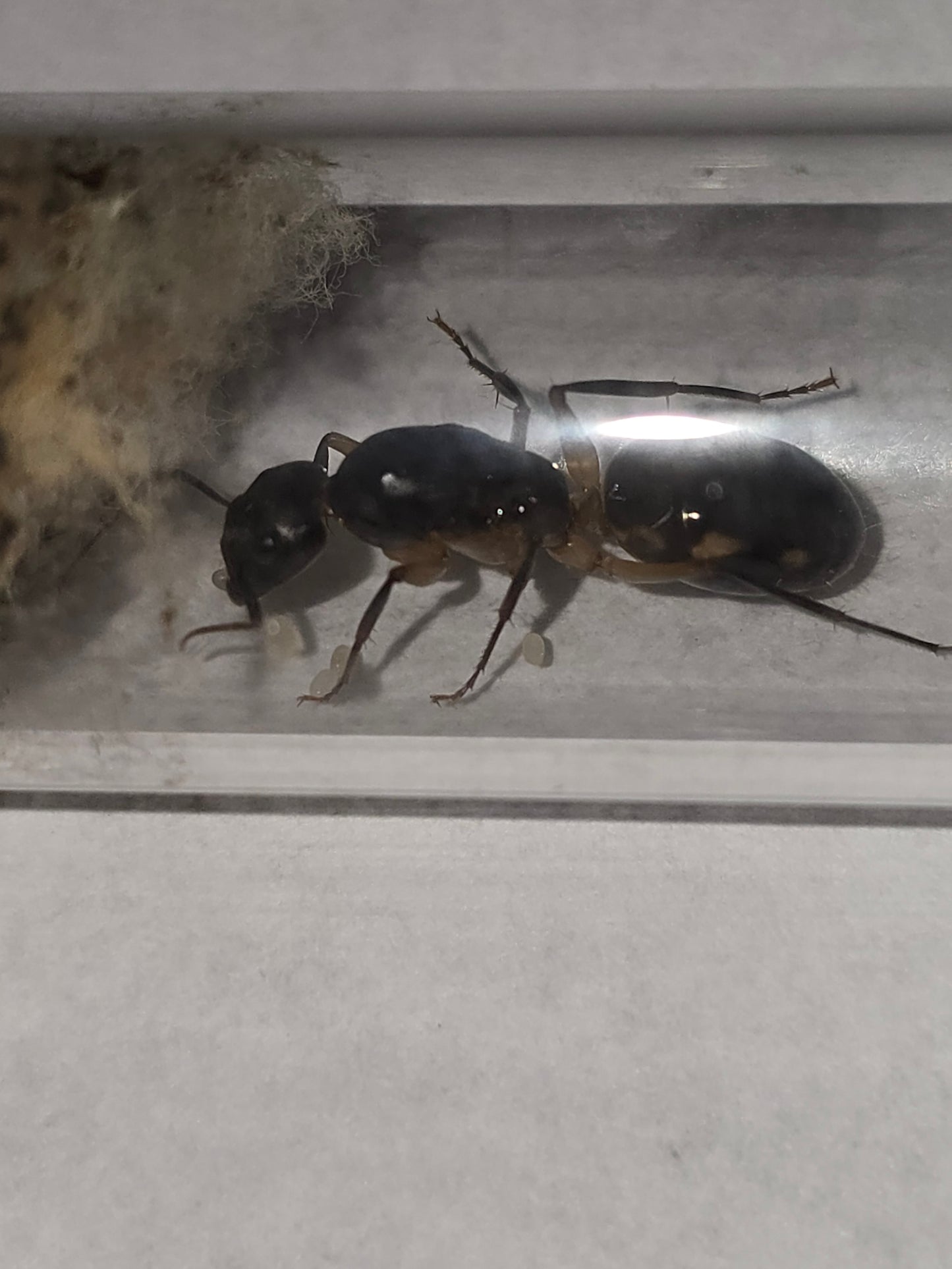 CAMPONOPUS MACULATUS