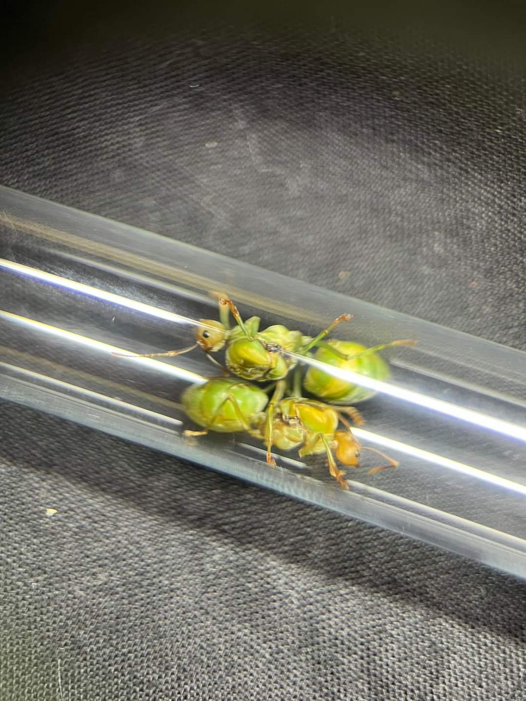 Fourmis sans diapause : espèces idéales pour l'élevage
