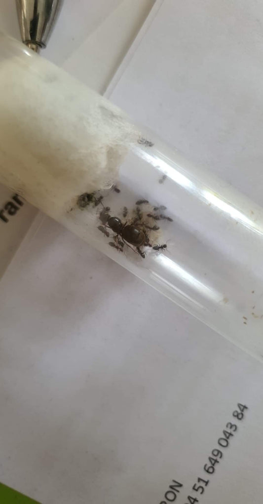 Élever des lasius niger : guide pratique pour débutants