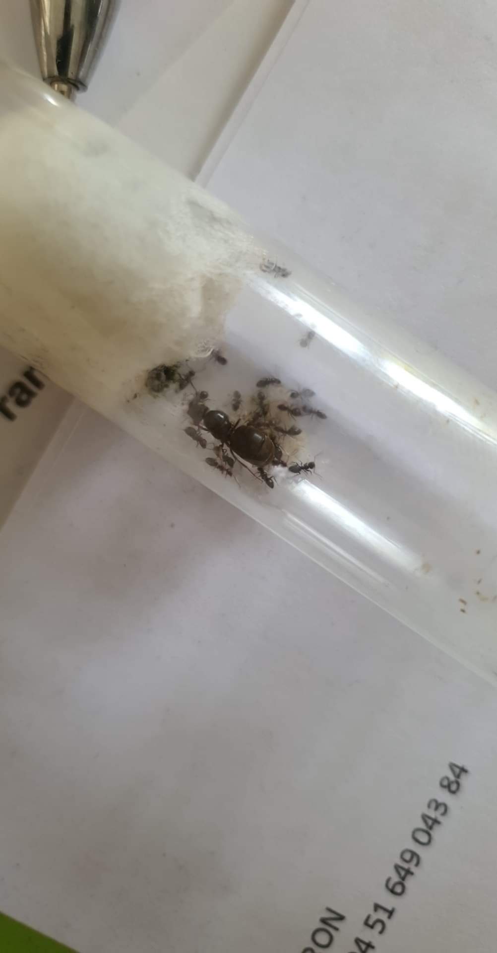 Hibernation des fourmis : comprendre la diapause en hiver