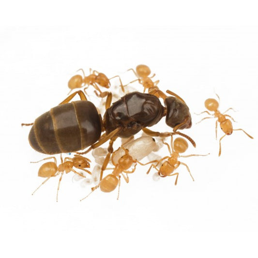 Température idéale pour l'élevage de fourmis Messor barbarus