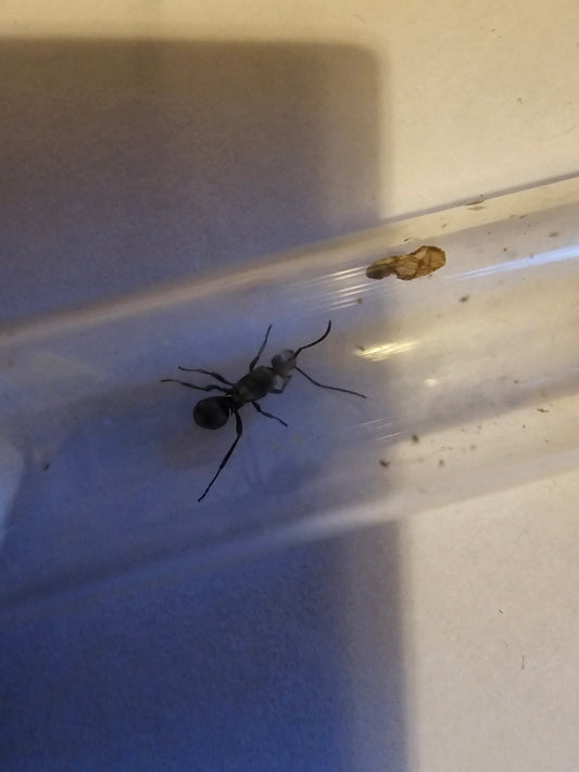 Comment identifier la différence entre espèces de fourmis