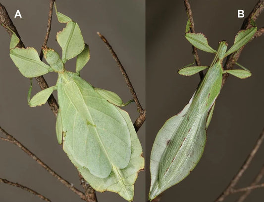 Cryptophyllium Xishuangbanna