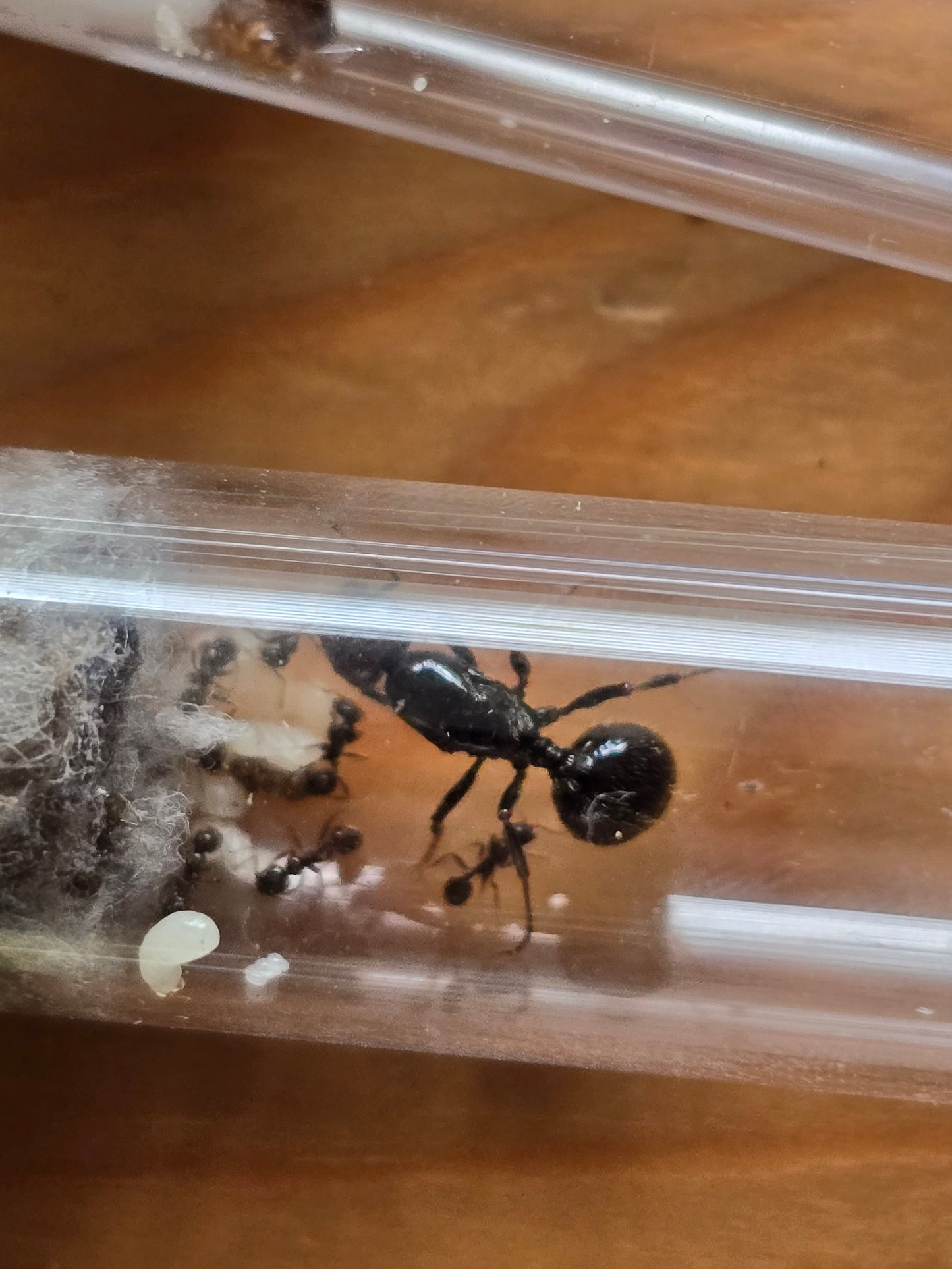 Messor Barbarus