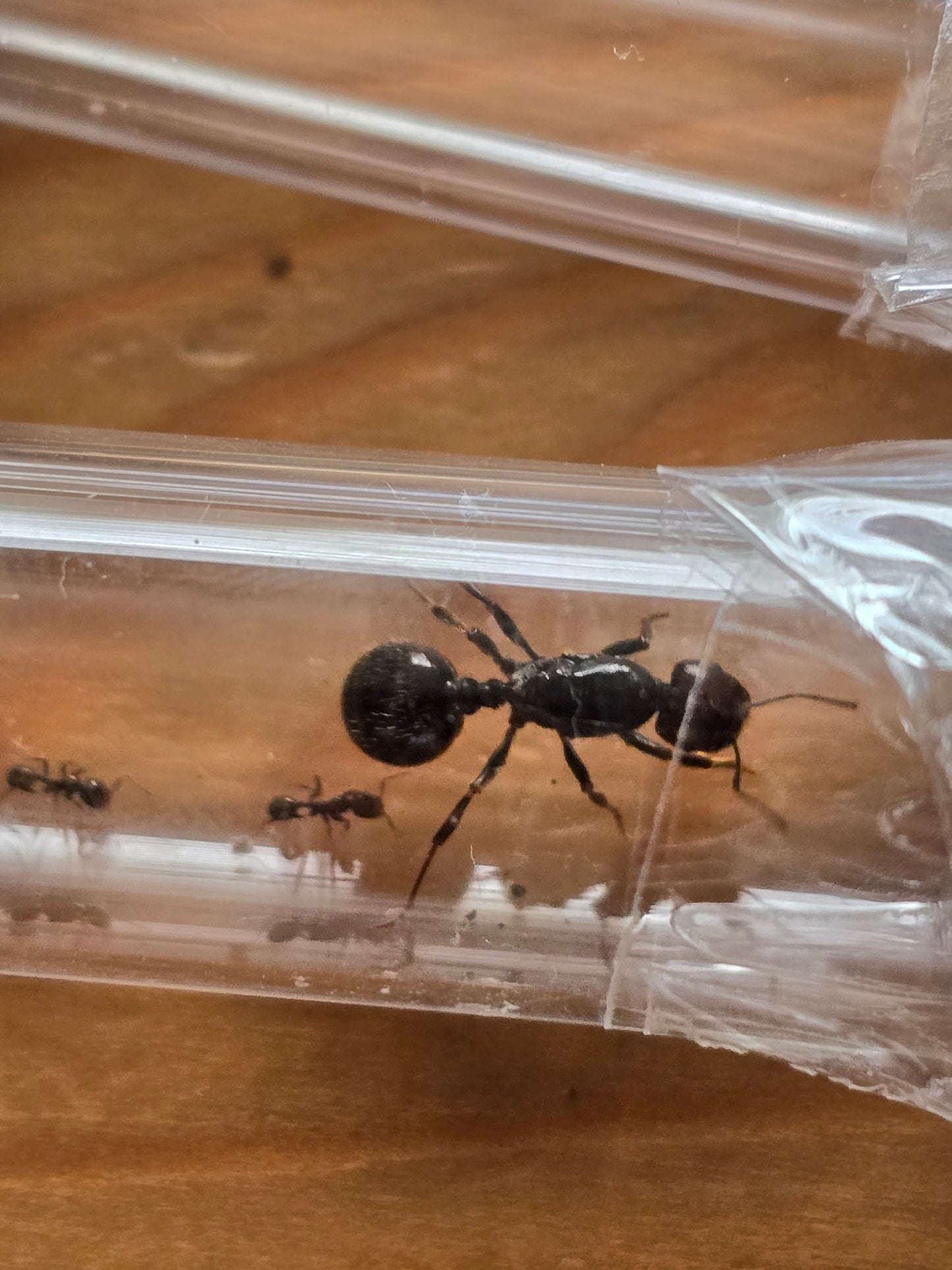 Messor Barbarus