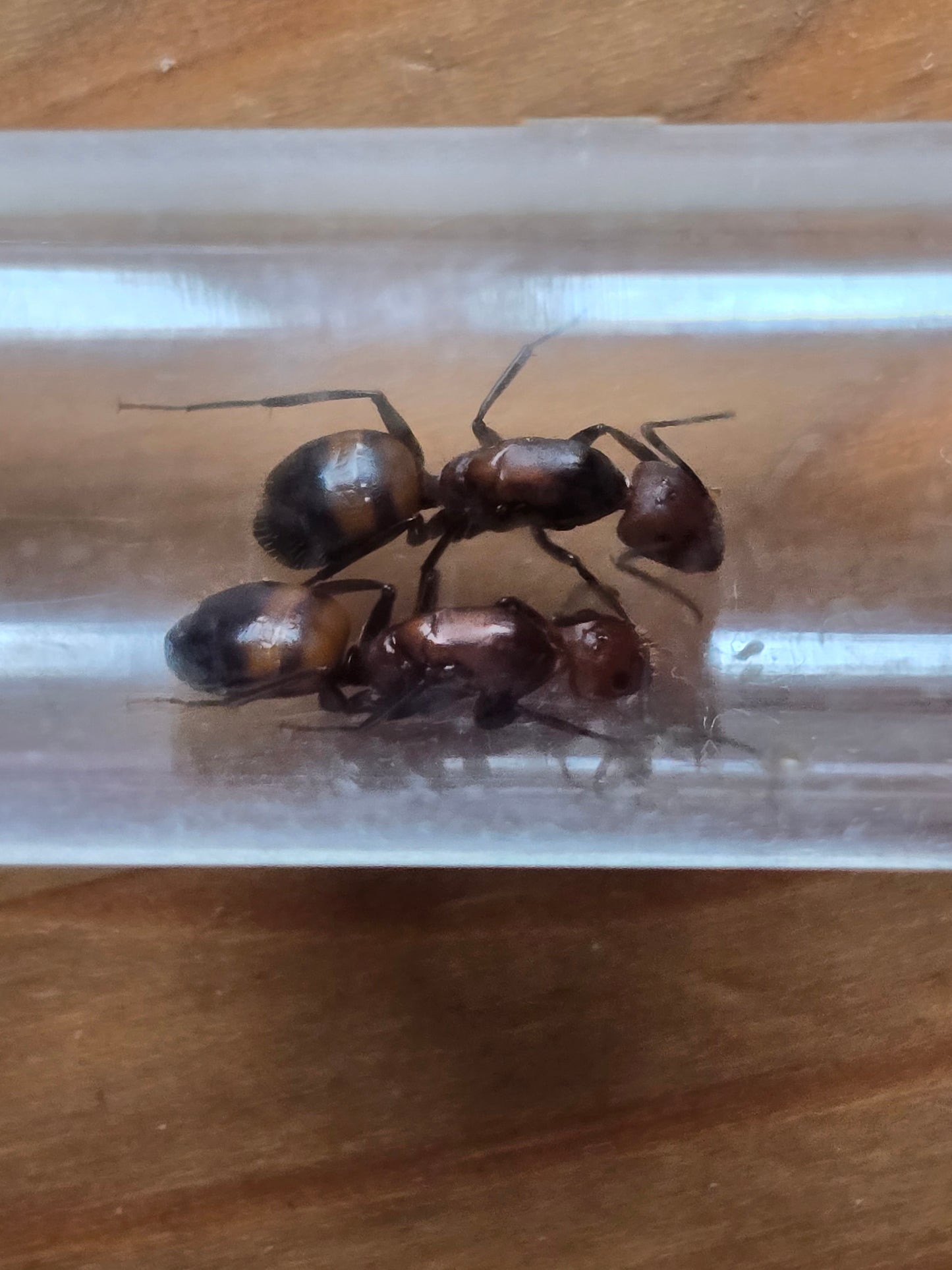 Camponotus Nicobarensis