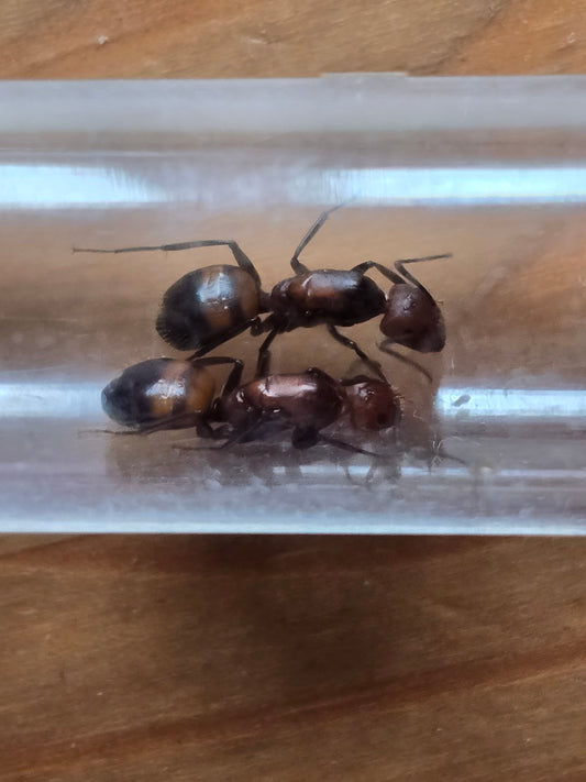 Camponotus Nicobarensis