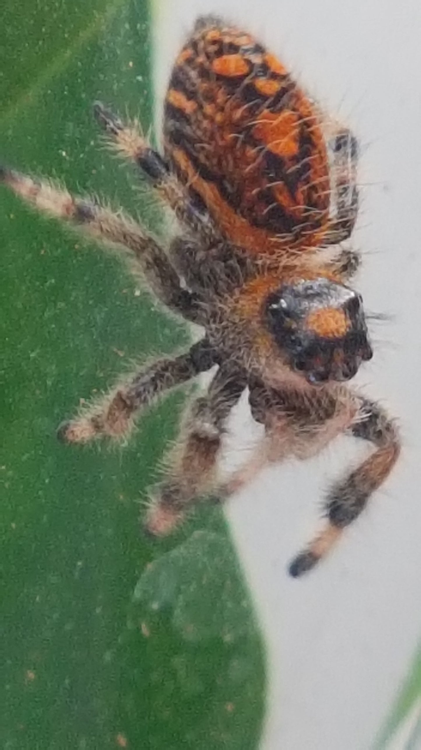 PHIDIPPUS REGIUS SOROA