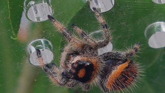 PHIDIPPUS REGIUS SOROA