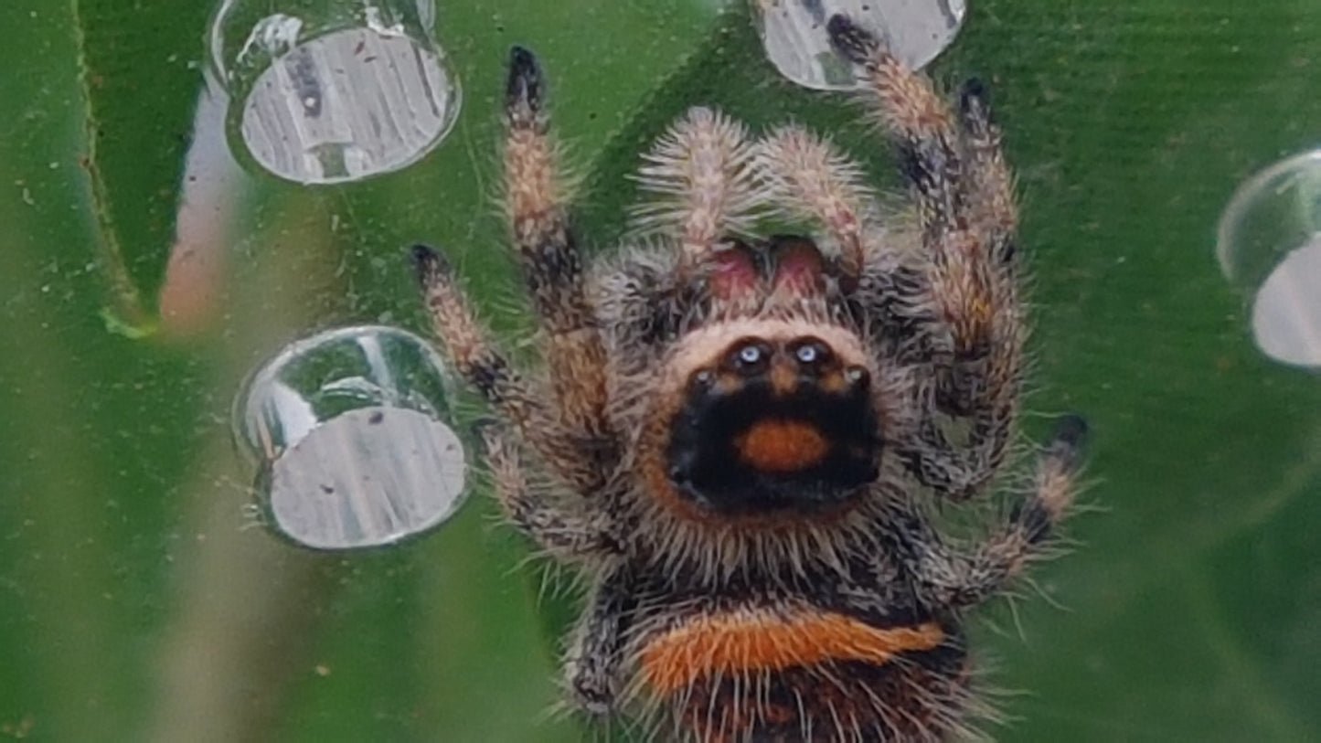 PHIDIPPUS REGIUS SOROA