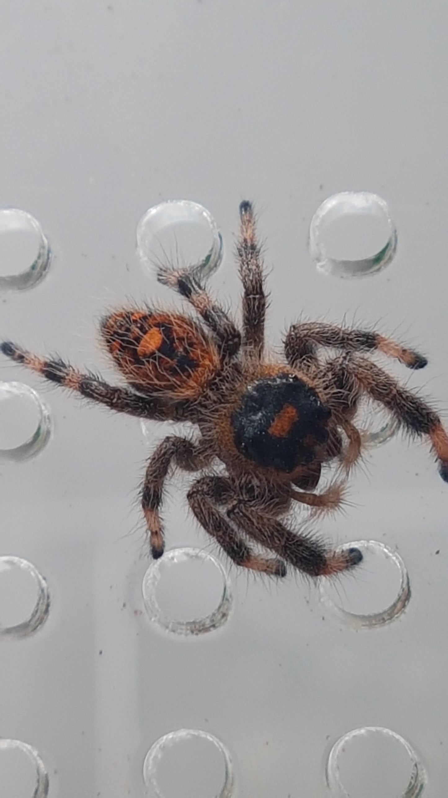 PHIDIPPUS REGIUS SIERRA