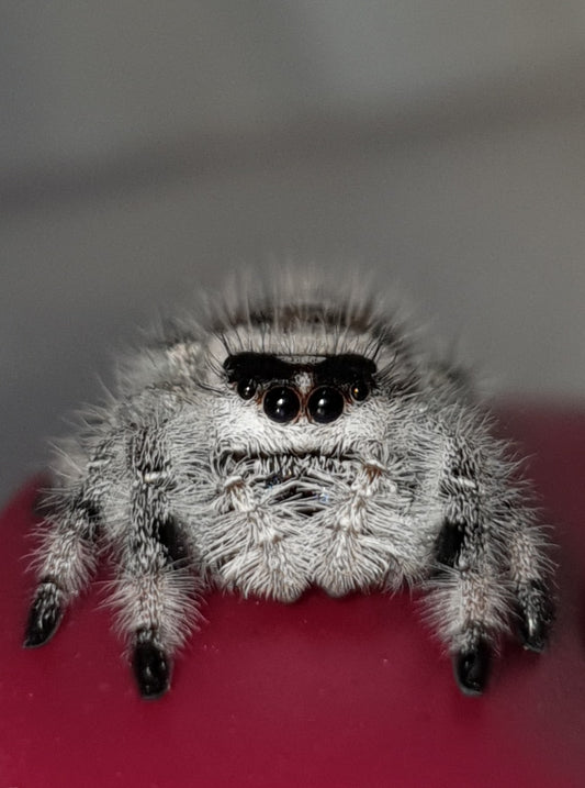 PHIDIPPUS REGIUS (Bahamas)