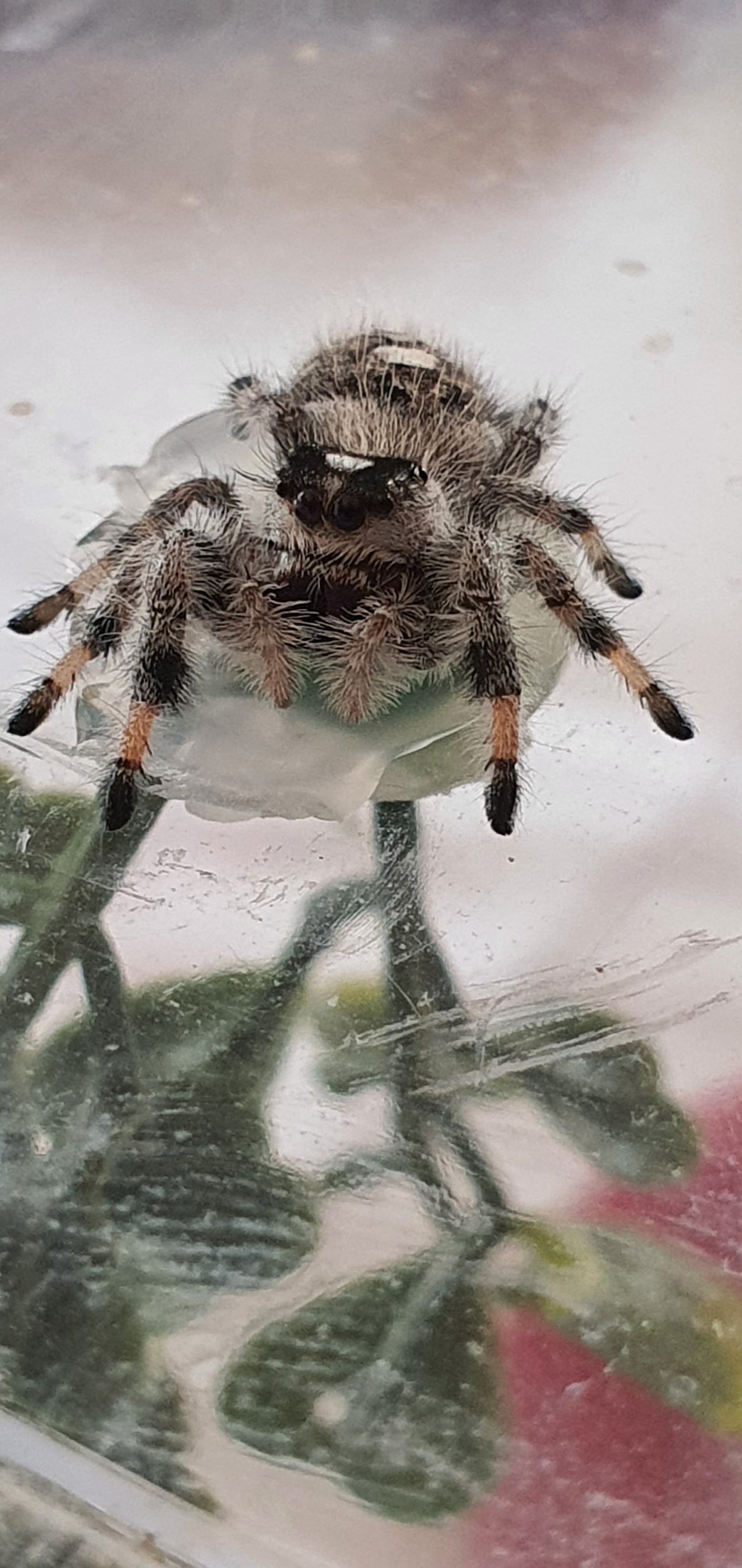 PHIDIPPUS REGIUS (Bahamas)