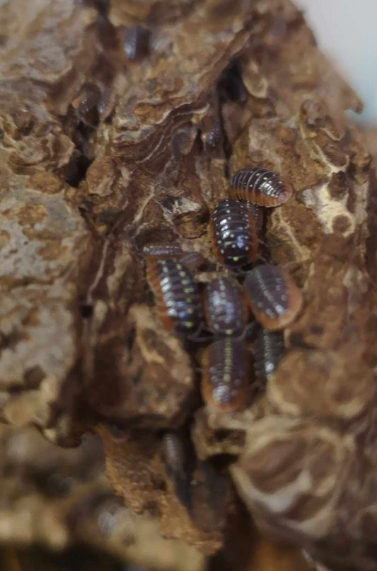 Armadillidium klugii