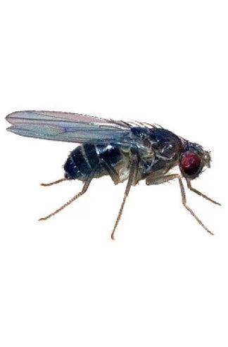 Drosophiles