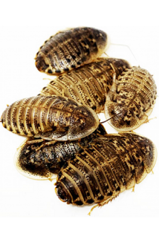 Blattes d'Argentines (Blaptica dubia)