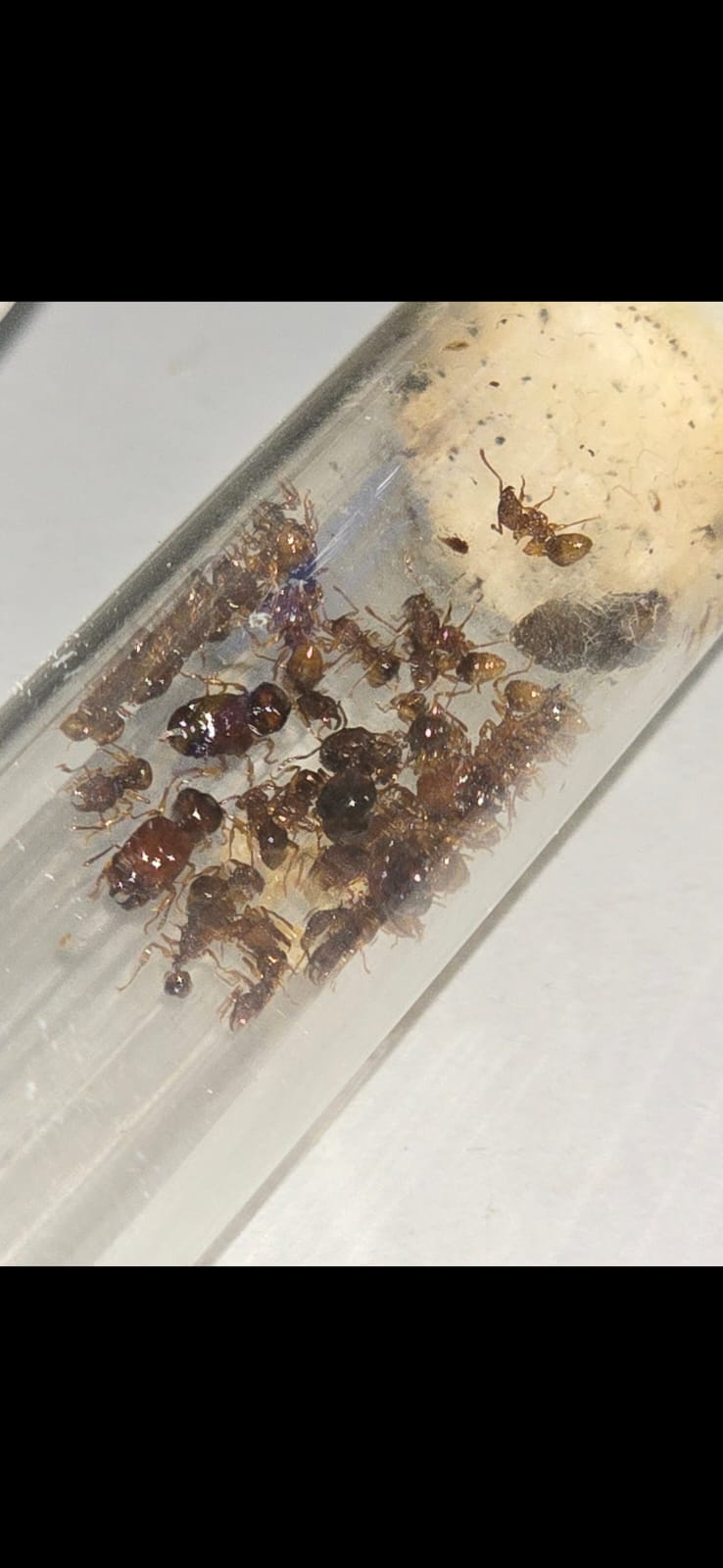 Acanthomyrmex thailandensis