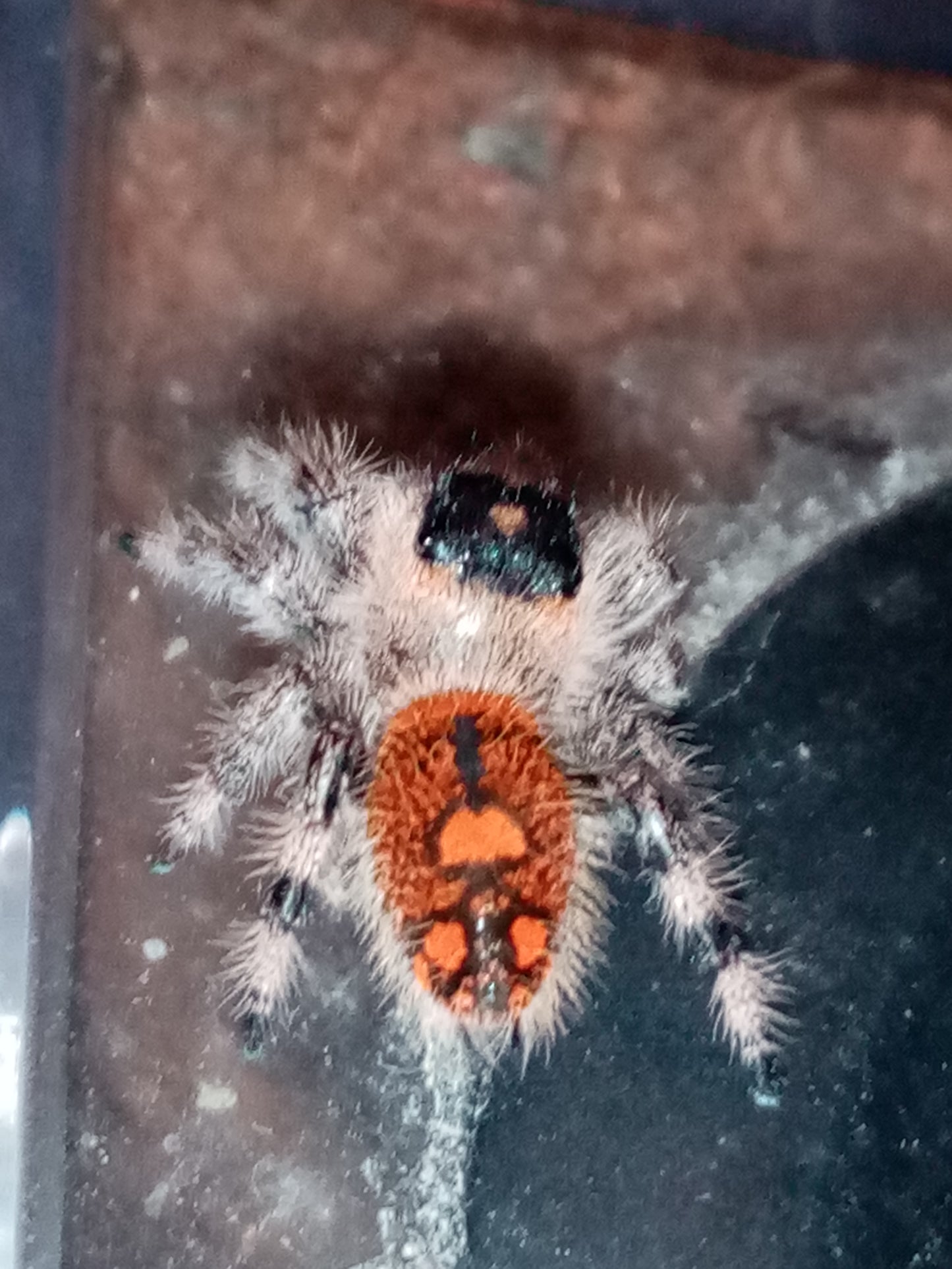 PHIDIPPUS REGIUS SIERRA