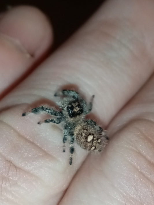 PHIDIPPUS APALACHICOLA