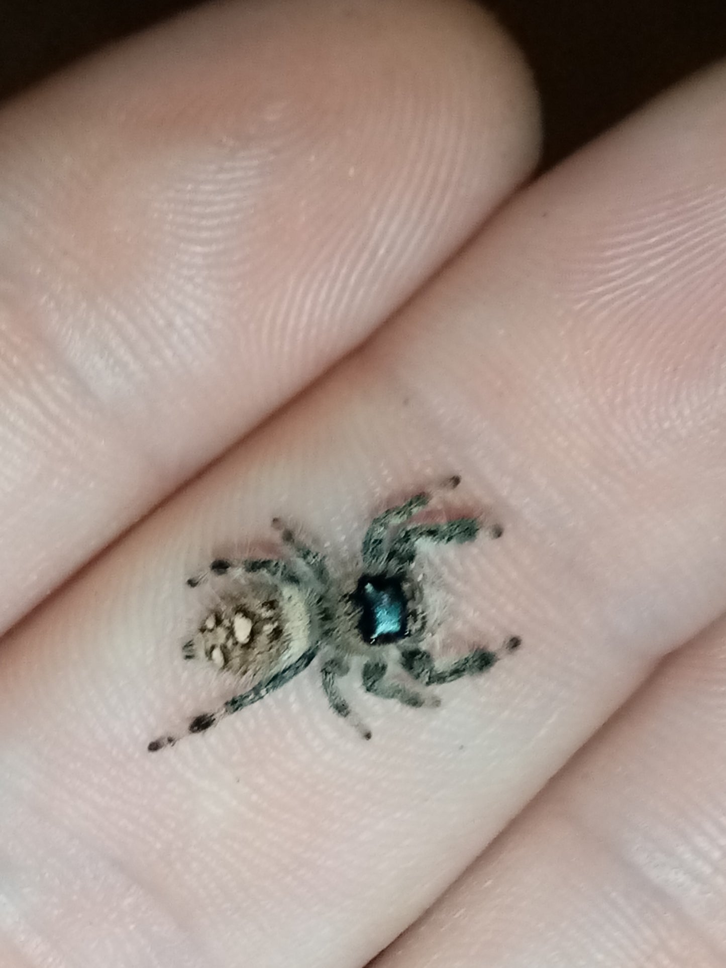 PHIDIPPUS APALACHICOLA