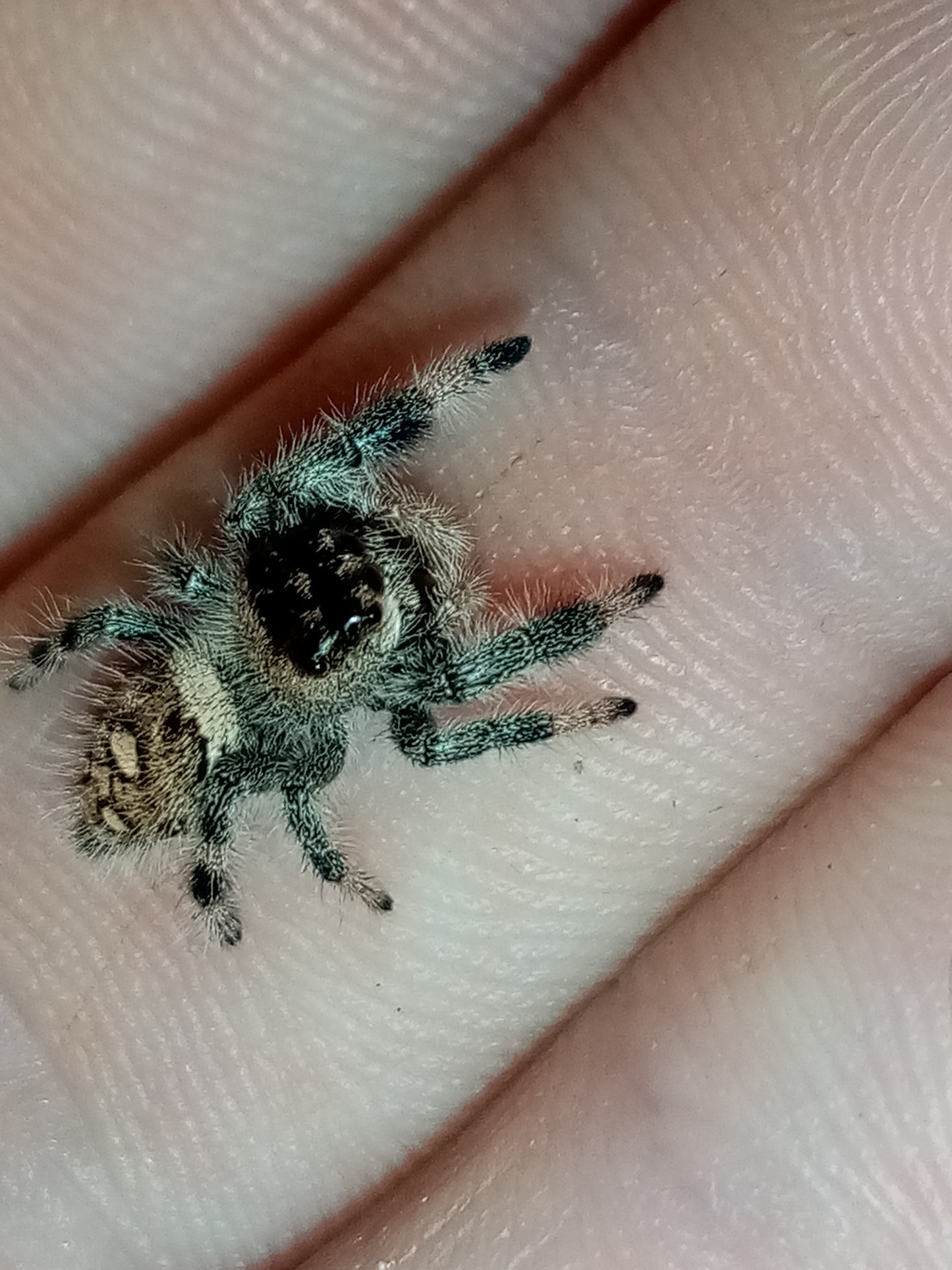 PHIDIPPUS APALACHICOLA