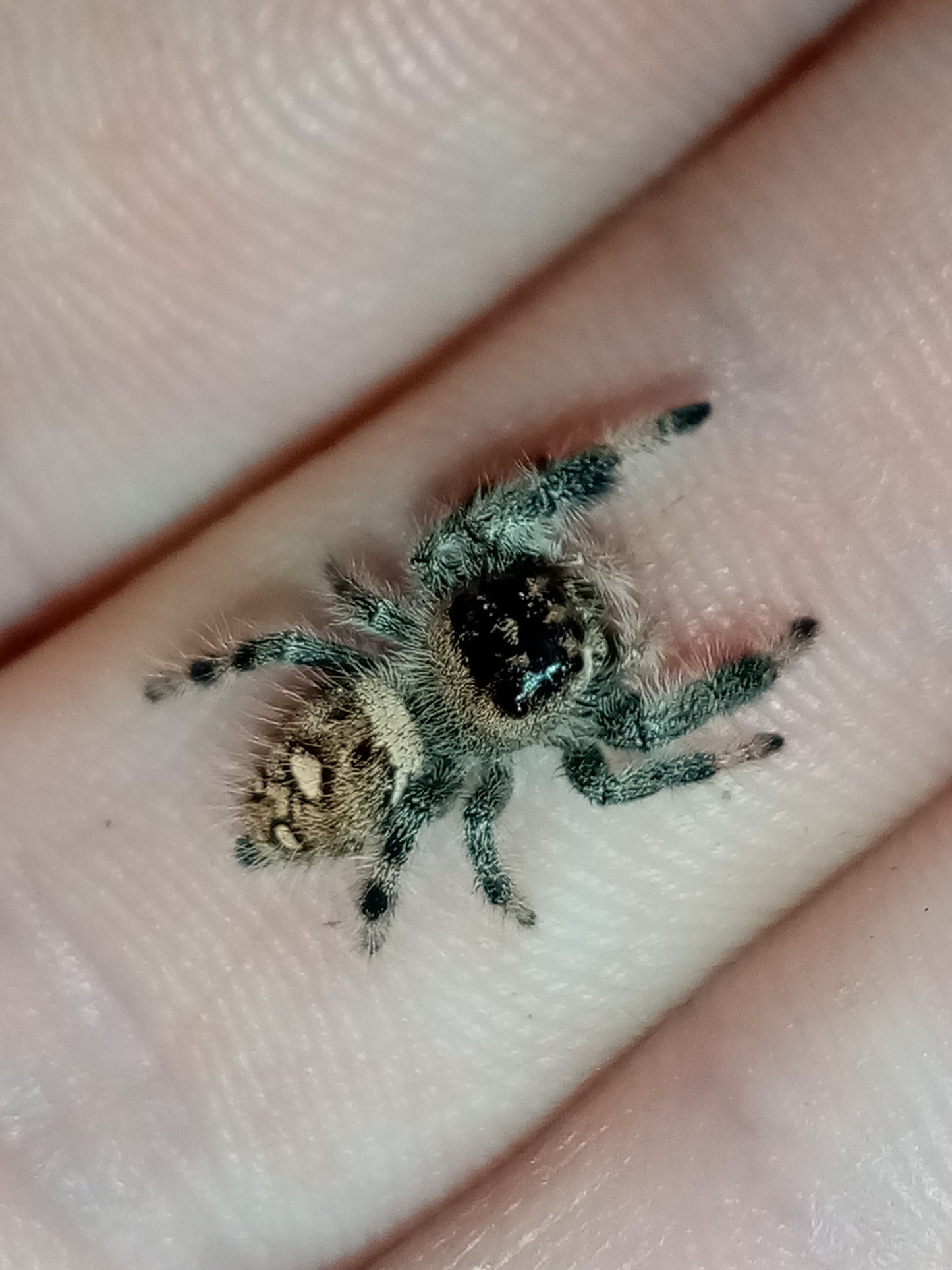 PHIDIPPUS APALACHICOLA