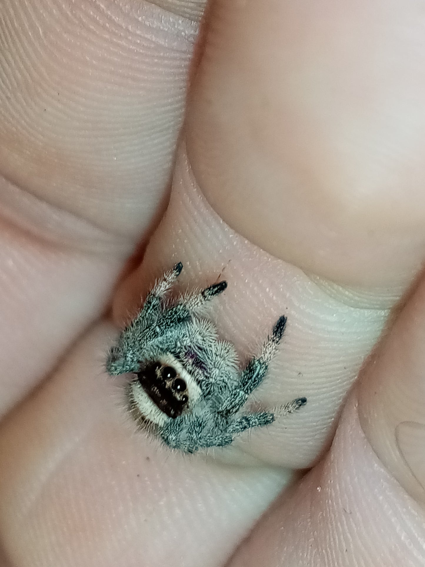 PHIDIPPUS APALACHICOLA