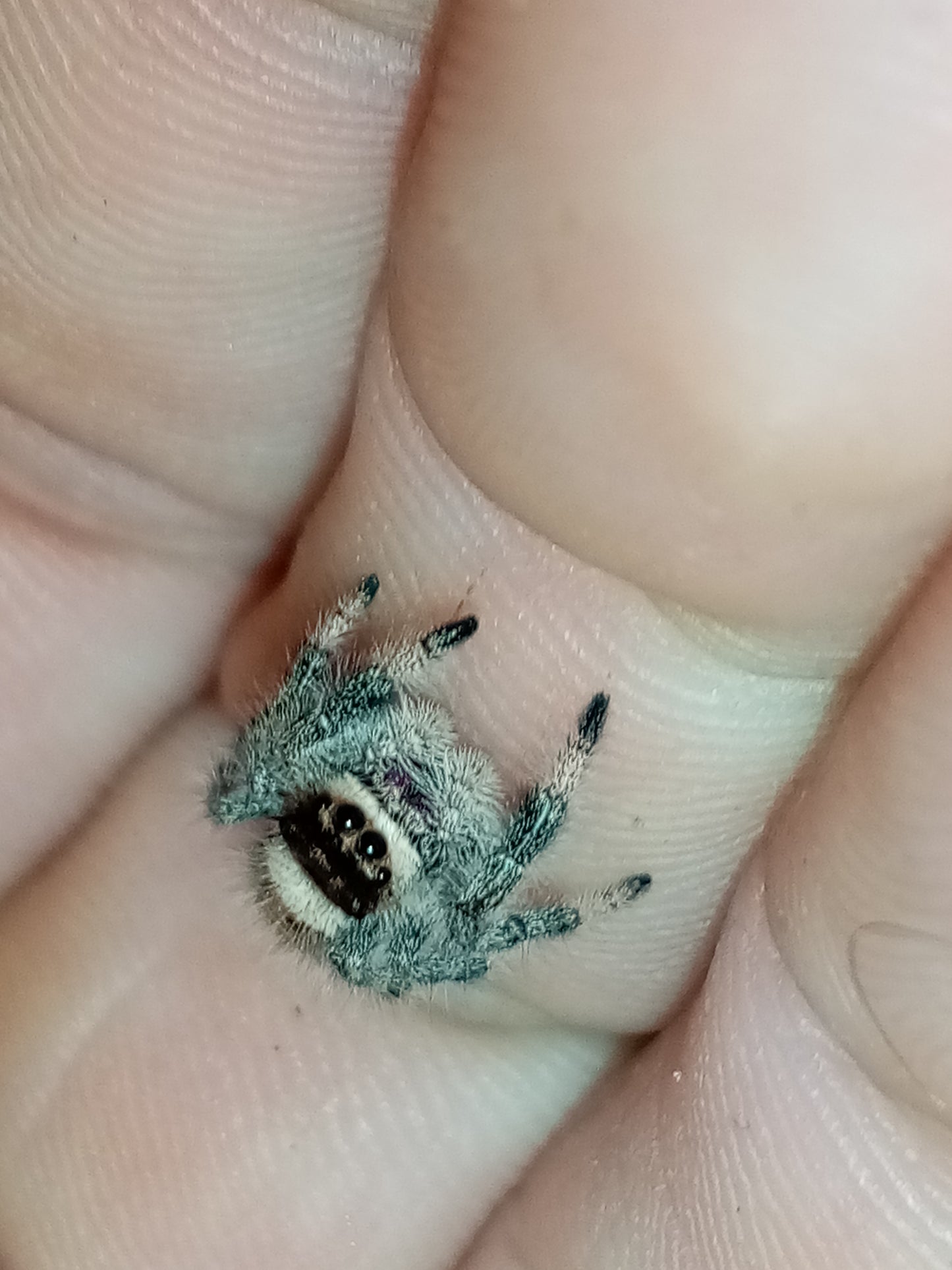 PHIDIPPUS APALACHICOLA