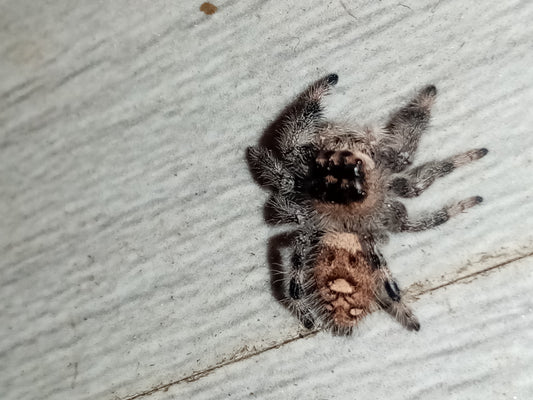 PHIDIPUS (Everglades)