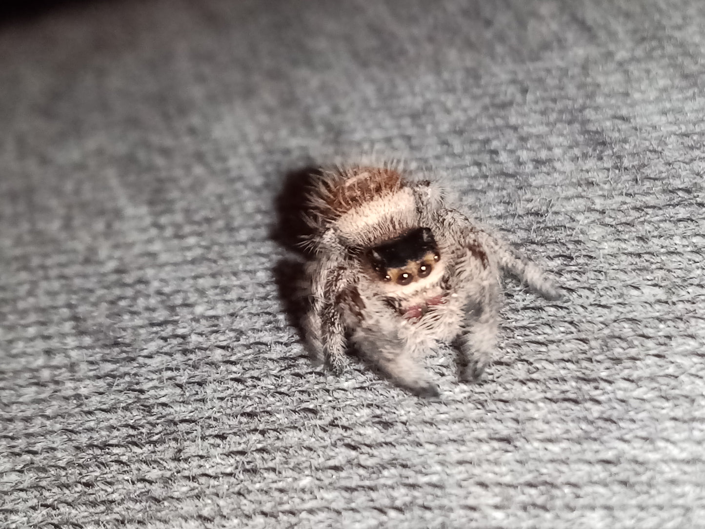 PHIDIPUS (Everglades)