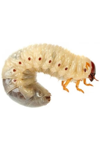 Larves de cétoines (Pachnoda marginata)