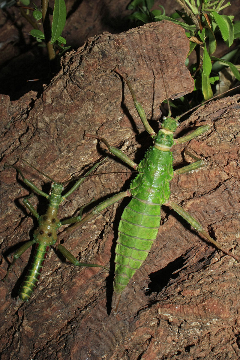 Mearnsiana Bullosa