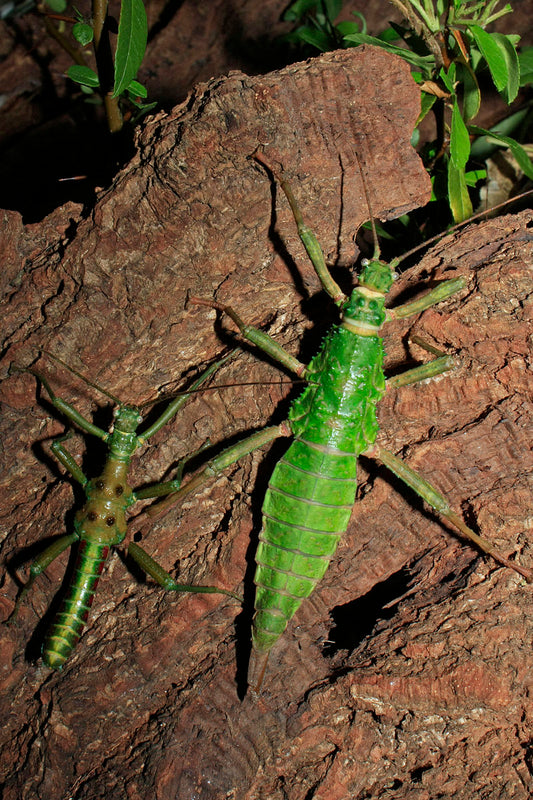 Mearnsiana Bullosa