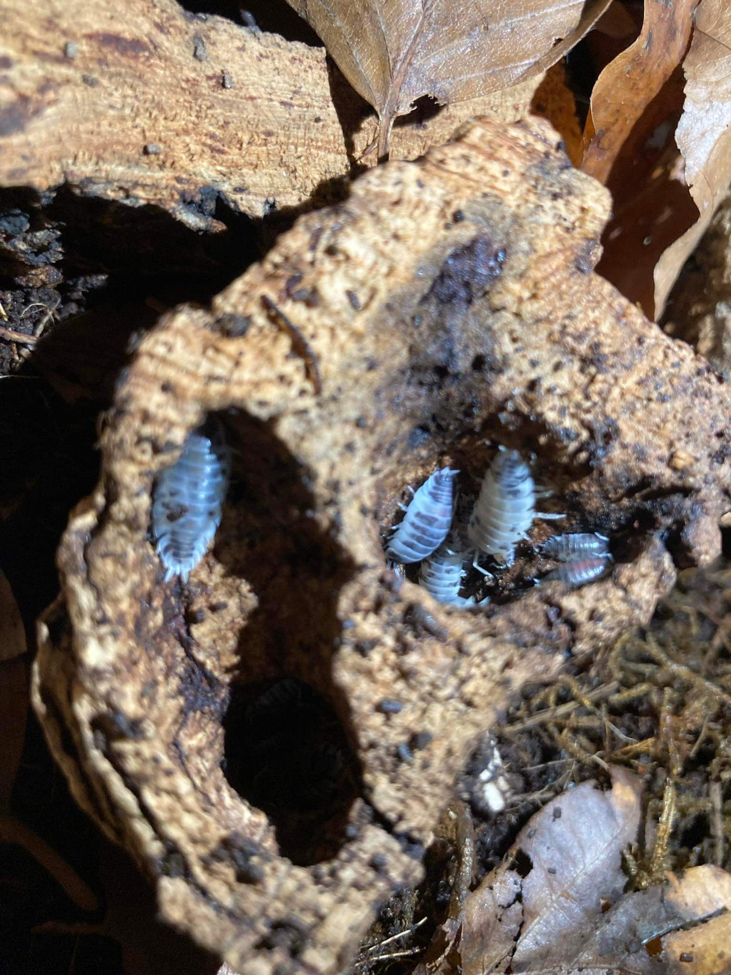 Porcelio Laevis "Dairy Cow"