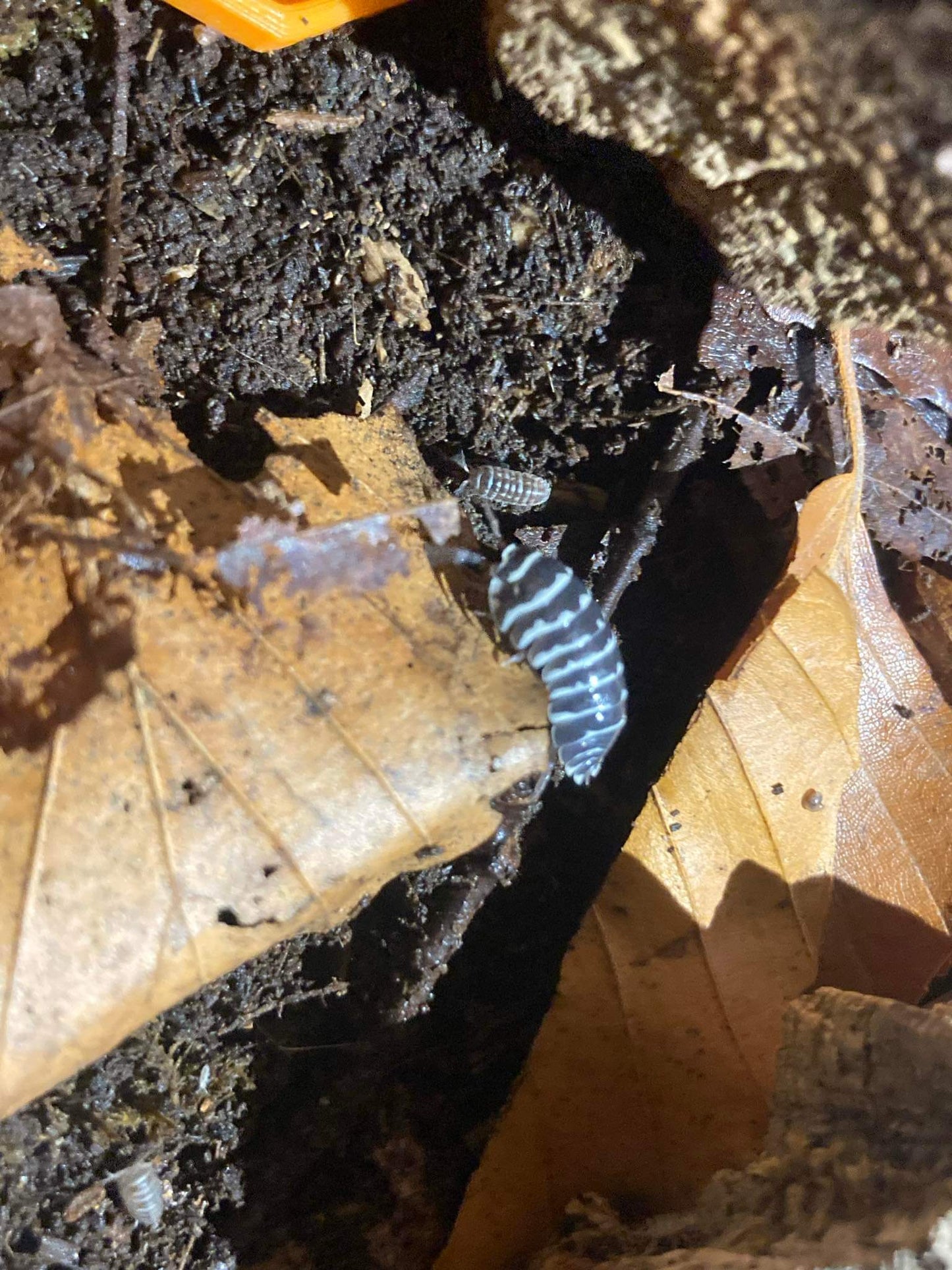 Armadillidium Maculatum "Zebra"