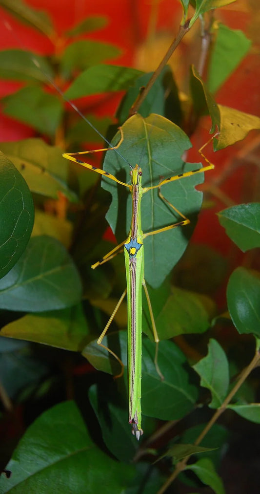 Necroscia Annulipes