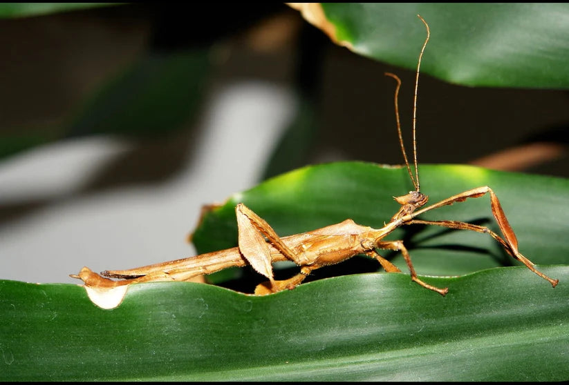 Extatosoma Tiaratum