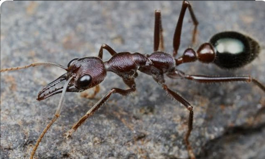 Myrmecia forficata