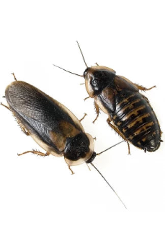 Blattes d'Argentines (Blaptica dubia)