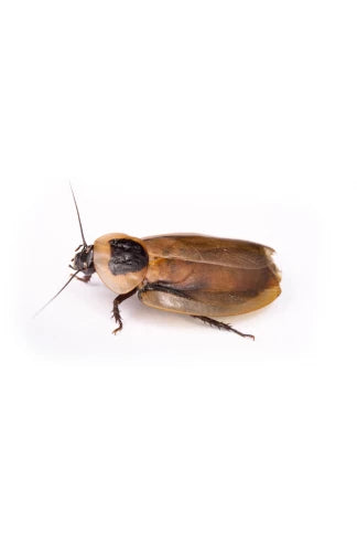 Blatte crâne (Blaberus craniifer)
