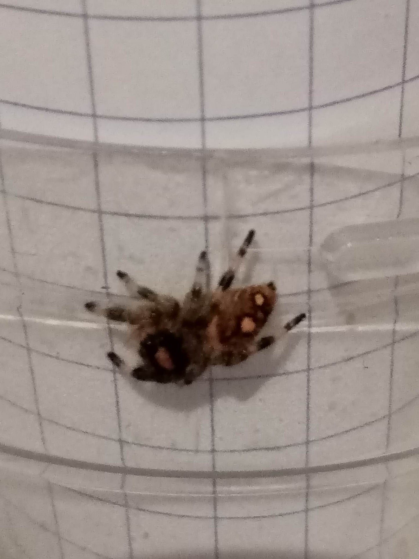 PHIDIPPUS DOS GARDENIAS