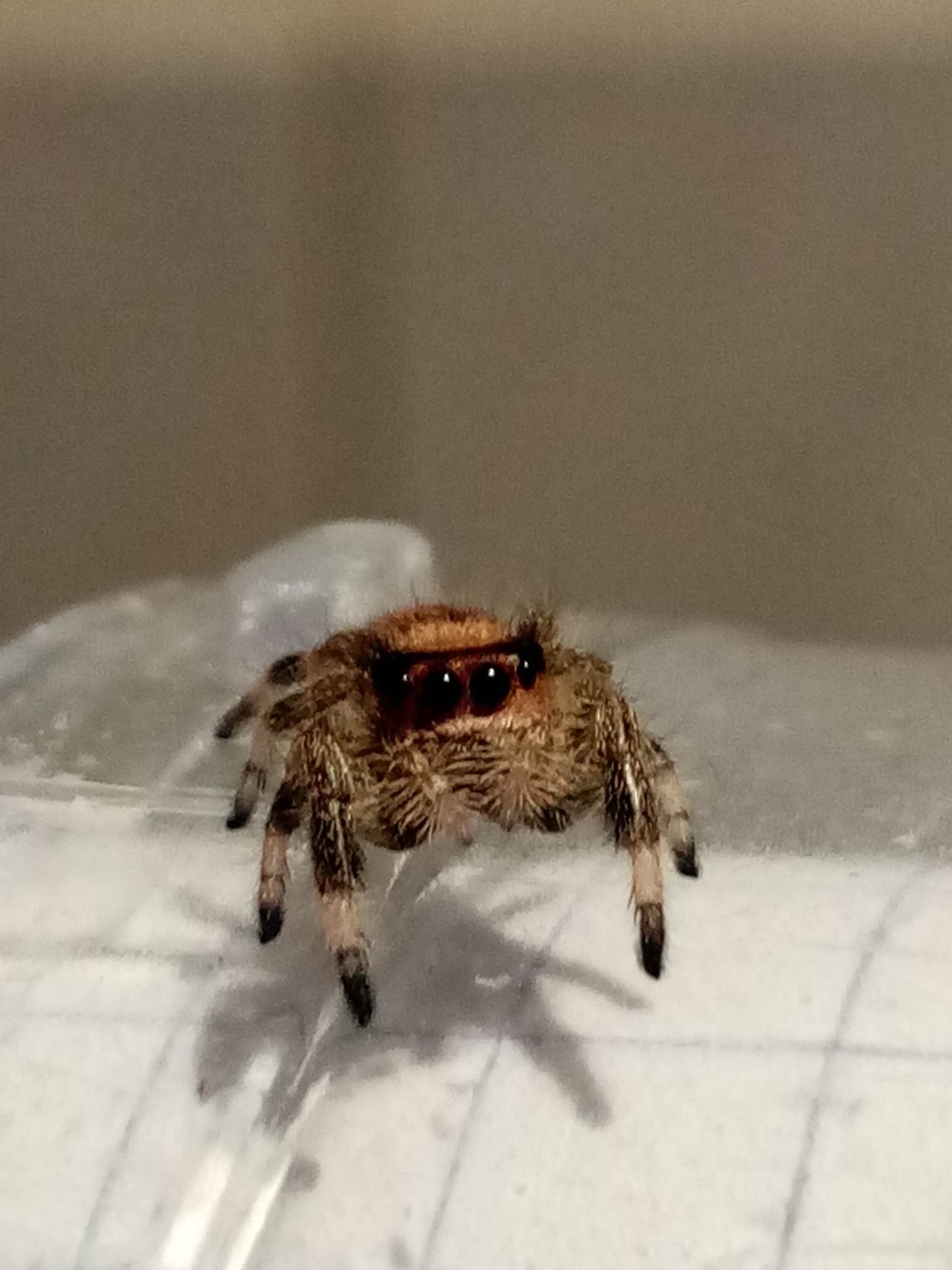 PHIDIPPUS DOS GARDENIAS